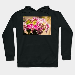 Pink Hydrangea Flowers Hoodie